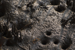 Periophthalmus argentilineatus