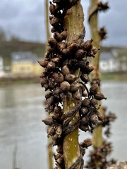 Cuscuta lupuliformis