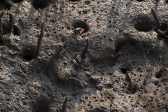 Periophthalmus argentilineatus