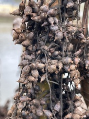 Cuscuta lupuliformis
