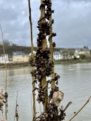 Cuscuta lupuliformis