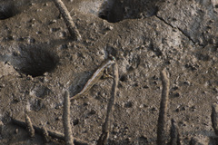Periophthalmus argentilineatus