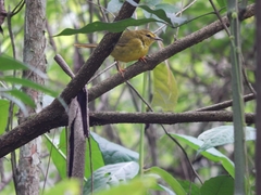 Myiothlypis flaveola