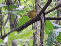 Myiothlypis flaveola