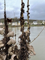 Cuscuta lupuliformis