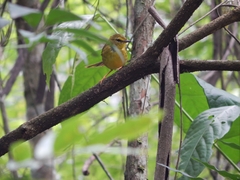 Myiothlypis flaveola
