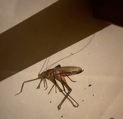 Ischnomela pulchripennis