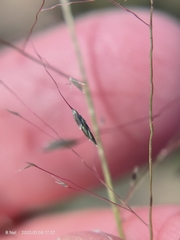 Eragrostis micrantha