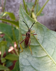 Holhymenia histrio