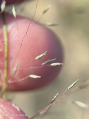 Eragrostis micrantha