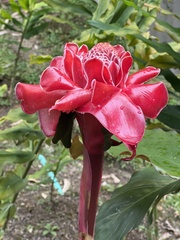 Etlingera