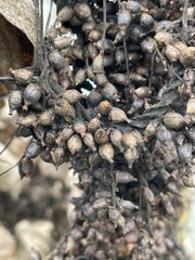 Cuscuta lupuliformis