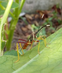 Holhymenia histrio