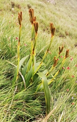 Moraea spathulata
