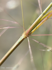 Eragrostis micrantha