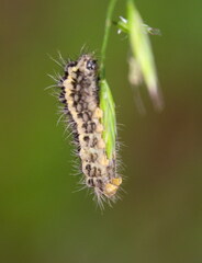Zygaena lonicerae
