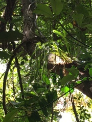 Phlegmariurus
