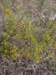 Ulex parviflorus