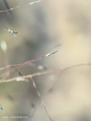 Eragrostis micrantha