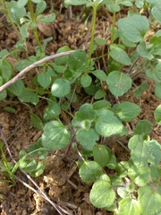 Veronica hederifolia