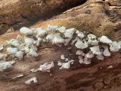 Schizophyllum commune