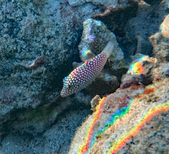 Canthigaster jactator