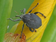 Mononychus punctumalbum