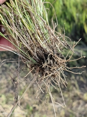 Eragrostis micrantha