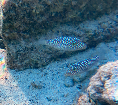 Canthigaster jactator