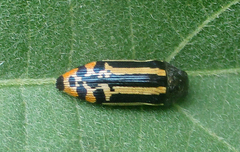 Acmaeodera grata