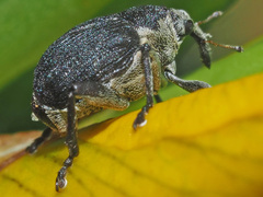 Mononychus punctumalbum