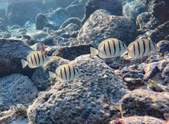Acanthurus triostegus sandvicensis