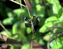 Neurothemis tullia