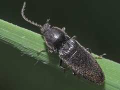 Hemicrepidius niger