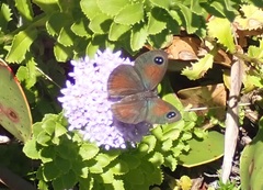 Pseudonympha hippia