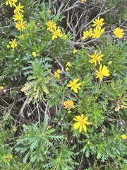 Euryops pectinatus
