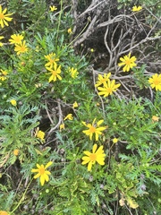 Euryops pectinatus