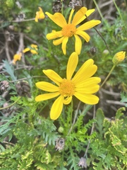 Euryops pectinatus