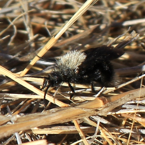 Sacken's Velvet Ant