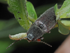 Athous haemorrhoidalis