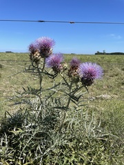 Cynara cardunculus
