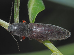 Athous haemorrhoidalis