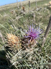 Cynara cardunculus
