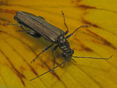 Oedemera virescens