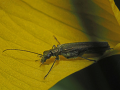 Oedemera virescens