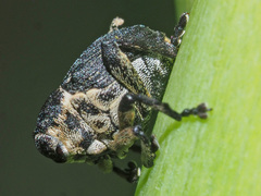 Mononychus punctumalbum