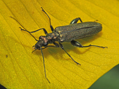 Oedemera virescens