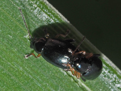 Aphthona nonstriata
