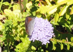 Pseudonympha hippia