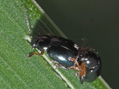 Aphthona nonstriata